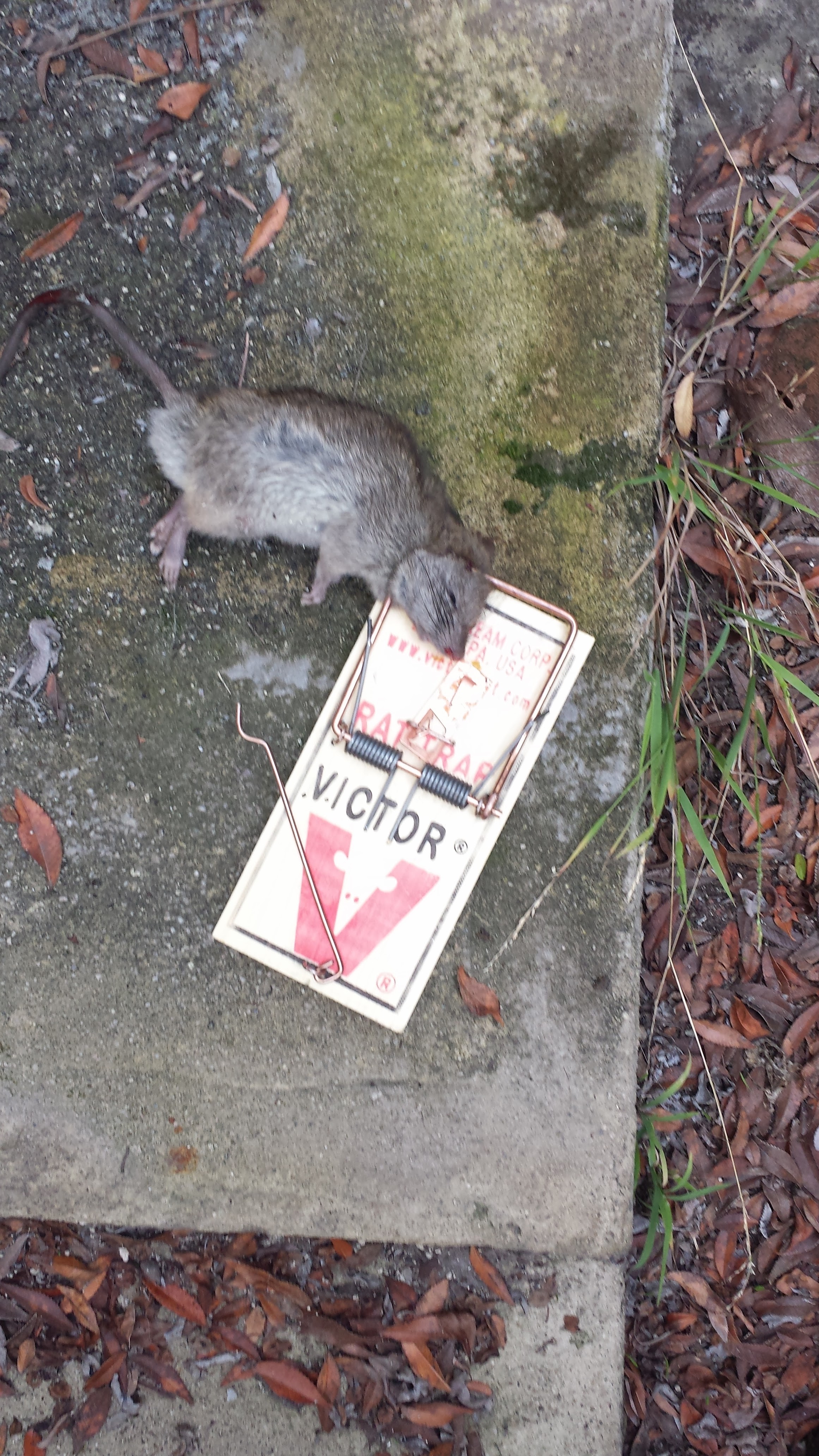Rat
